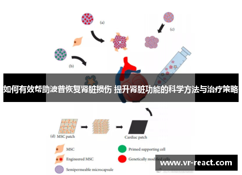 如何有效帮助波普恢复肾脏损伤 提升肾脏功能的科学方法与治疗策略